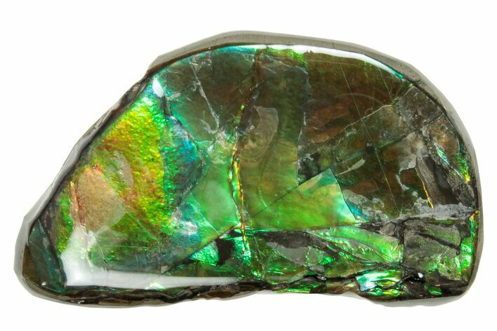 Iridescent Ammolite (Fossil Ammonite Shell) - Alberta #265129